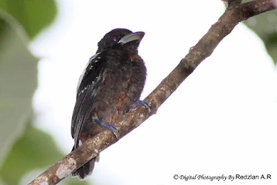 Broadbill