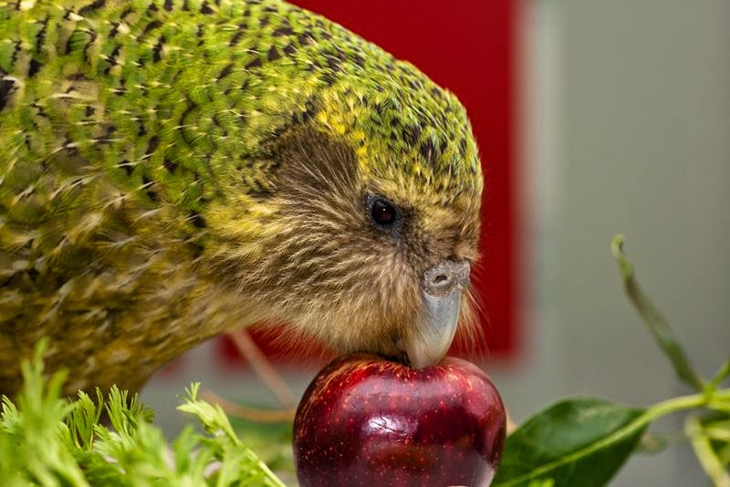 kakapo, kakapo bird, kakapo parrot, flightless parrot, owl parrot, kakapo lifespan, parrot owl, new zealand kakapo, flightless new zealand bird, worlds largest parrot, new zealand flightless parrot, flightless parrot in new zealand, flightless new zealand parrot, strigops habroptilus, new zealand owl parrot, new zealand rare bird, giant parrot new zealand, new zealand giant parrot, big parrot, walking parrot, flightless parrot found in new zealand, fat parrot new zealand, flightless parrot of new zealand, green parrot new zealand, fat green parrot, land parrot, kakapo scientific name, flightless owl, rare new zealand bird, new zealand green parrot, kakapo predators, kakapo island,