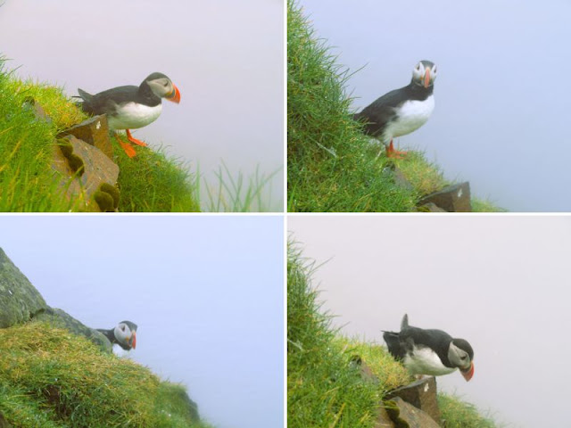 puffin isola mykines faroe