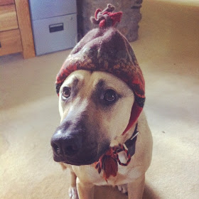 funny animal pictures, dog and hat