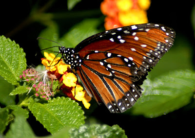 Butterfly Very Beautiful Image