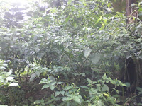 Perkebunan Cabe Rawit