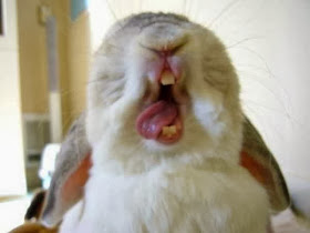 Funny animals of the week - 10 January 2014 (35 pics), rabbit yawning
