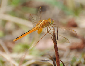 Neurothemis fluctuans
