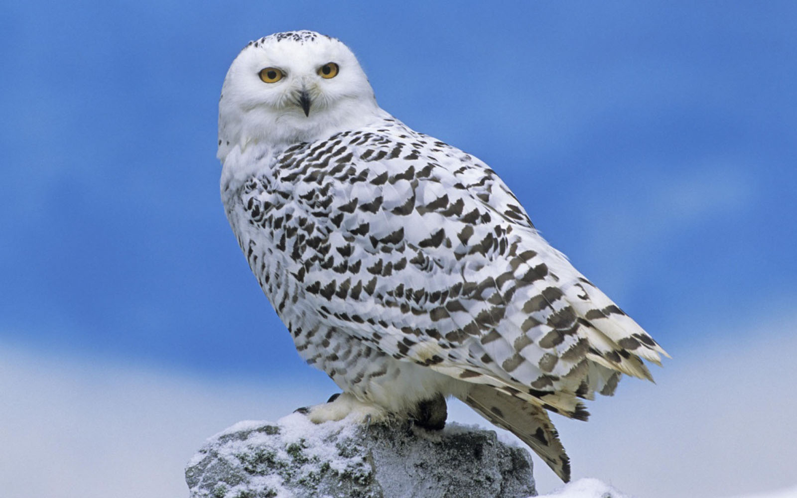 White Owl Wallpapers