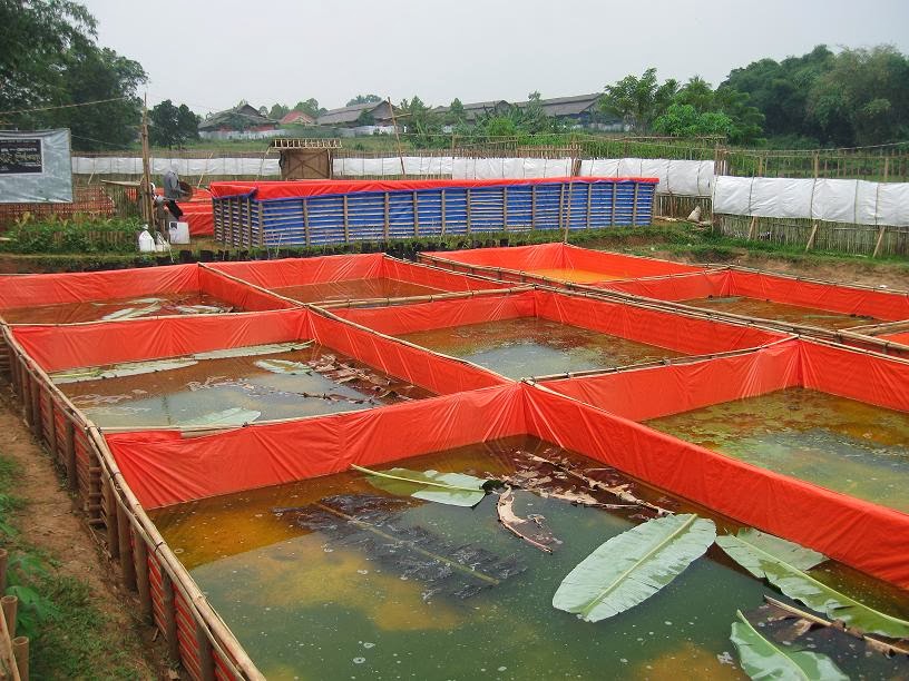 Cara Budidaya Ikan  Gurame Di Kolam  Terpal dan Beton 