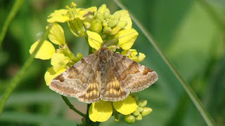 Euclidia glyphica DSC54567