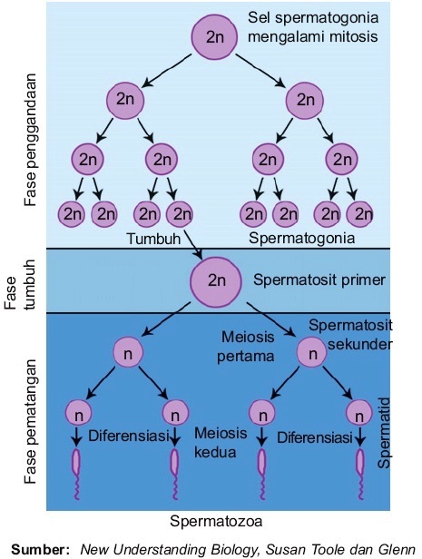 Proses Pembentukan Sel Sperma Spermatogenesis  pada Pria 