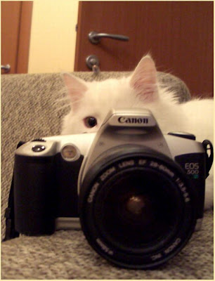 Animal With Camera Seen On www.coolpicturegallery.us