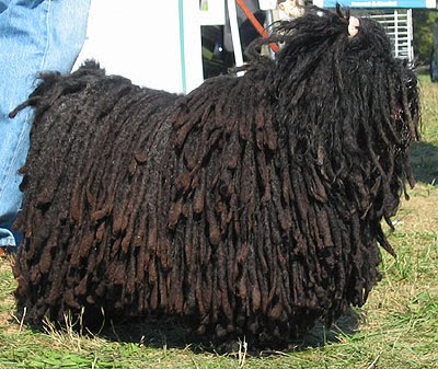Puli Dog Breed Photos Dog Pictures Online