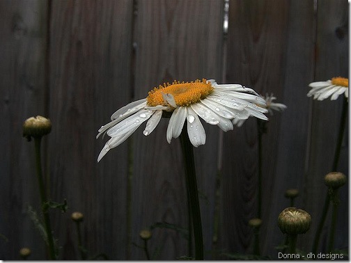 donna daisy