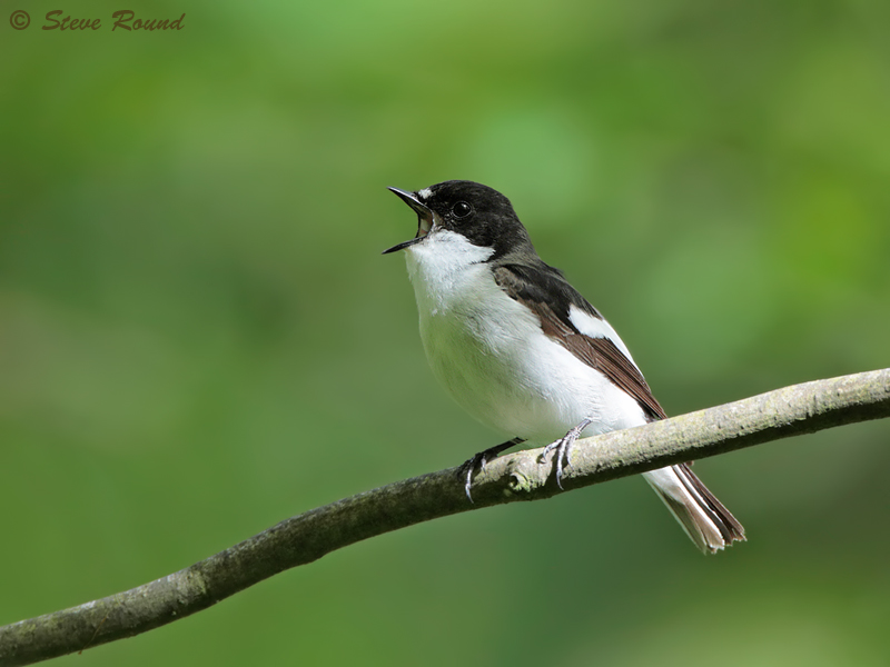 Pied Flycatcher, Ficedula hypoleuca