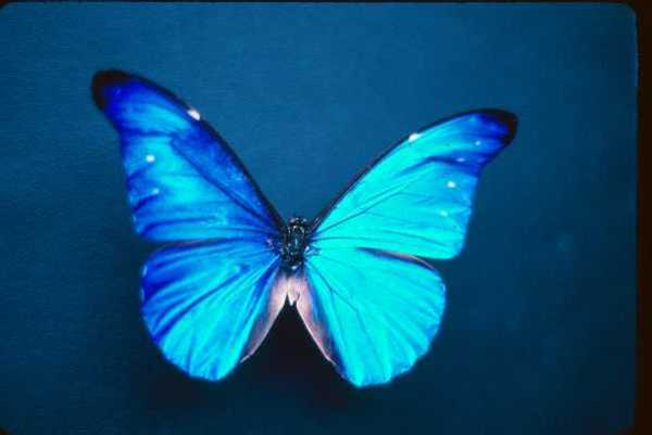 Butterfly Pictures