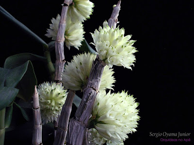 Orquídea Dendrobium purpureum album