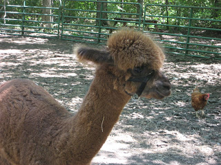 alpaca