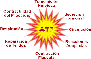 Risultati immagini per atp que es