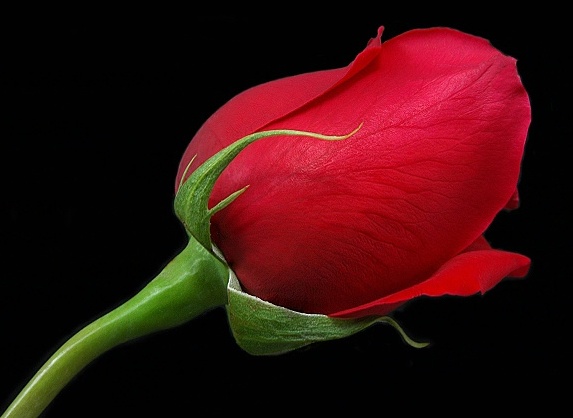 Mawar Melur Bunga Mawar Merah yang Indah