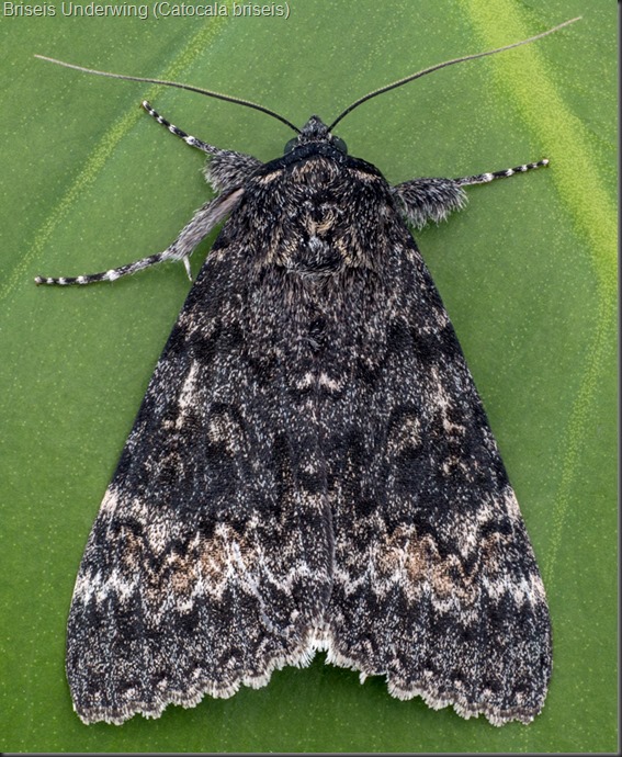Briseis-Underwing