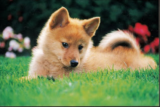 Finnish Spitz Puppy Picture