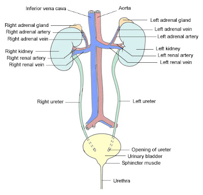 frog digestive system diagram labeled. frog digestive system diagram