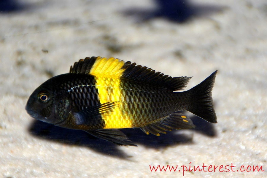 Jenis Ikan  Hias Air Tawar Warna  Belang Kuning Hitam