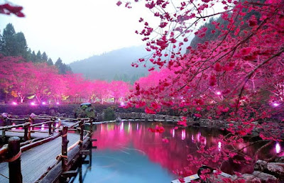 fantasting-nice-pink-flowers-location