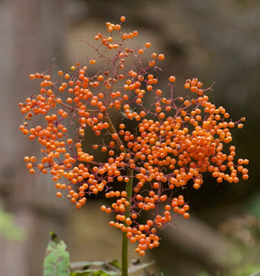 Asian Dwarf Elder (Sambucus adnata)