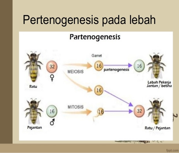  Perkembangbiakan Vegetatif pada Hewan  Hauma Genst