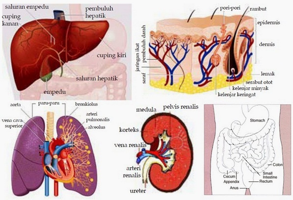  Sistem  Ekskresi  pada Manusia Kulit Paru paru Hati dan 