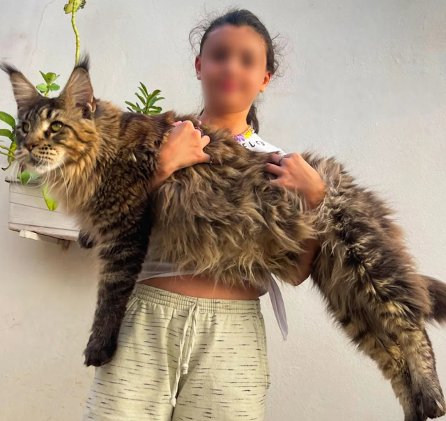 Woman says her Maine Coon cat is as big as a cheetah but she is WRONG!