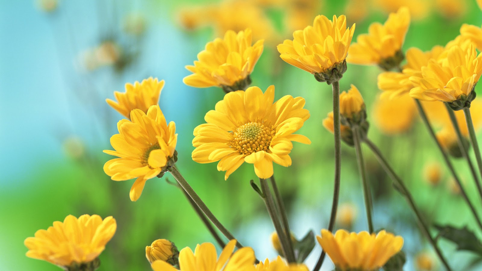 Beautiful Yellow Flowers