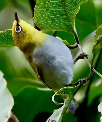 Indian White-eye