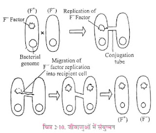 Reproduction by Conjugation in Bacteria