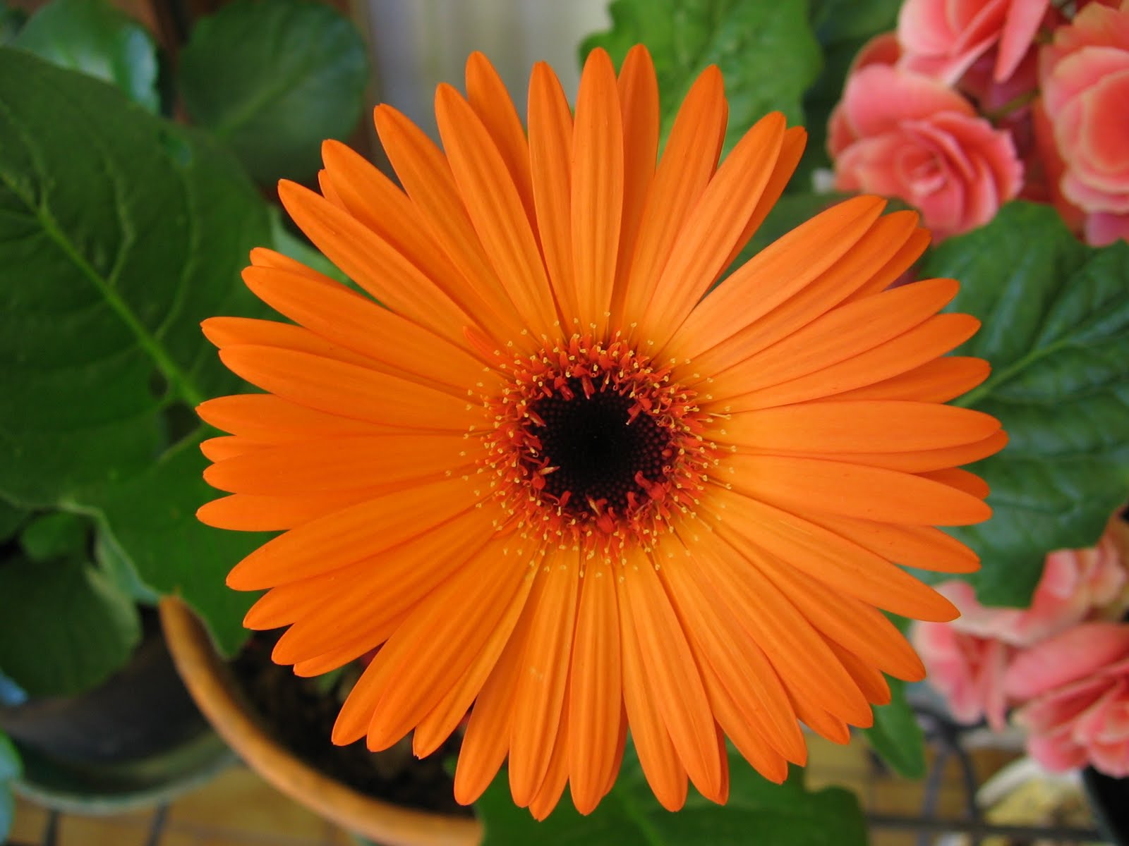 Orange Gerberas ~ Wedding