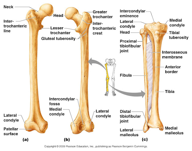 Lower Leg Bones Anatomy