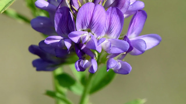 Alfalfa