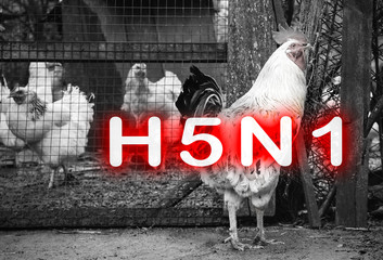 Surto de Gripe Aviária: Inglaterra,Hungria e Finlândia enfrentam desafios na defesa contra o vírus H5N1