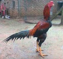 Bentuk Ekor Ayam Aduan yang bagus untuk dijadikan ayam petarung