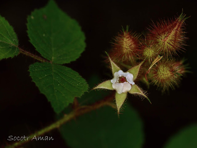 Rubus phoenicolasius