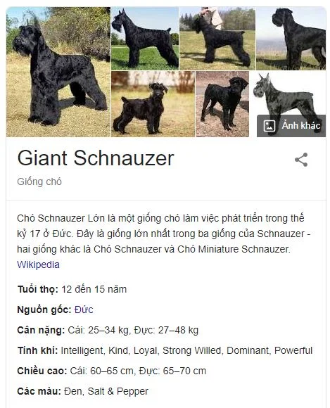 The Giant Schnauzer