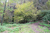 El bosque otoñal en el Figaró-Montmany en el  Montseny