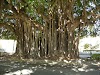  Banyan Tree