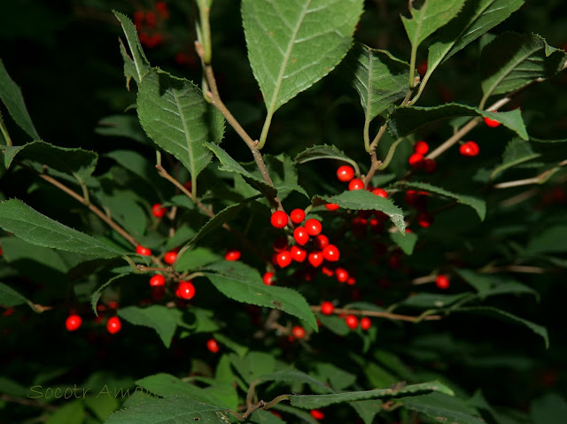 Rhamnus japonica