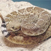 Black Mamba Giftigste Schlange Der Welt - 25 der giftigsten Schlangen der Welt - de.flowerpetaler.net : Auch wenn sie nicht die giftigste schlange der welt ist, so ist die gemeine sandrasselotter wohl aber die gefährlichste.