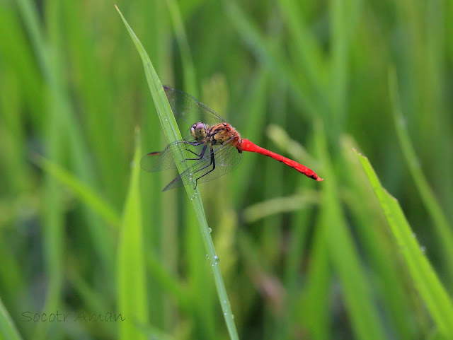 Sympetrum darwinianum