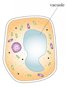 Biologi SPM: Vakuol