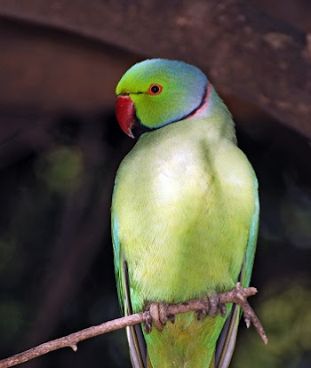 parrot In Hindi