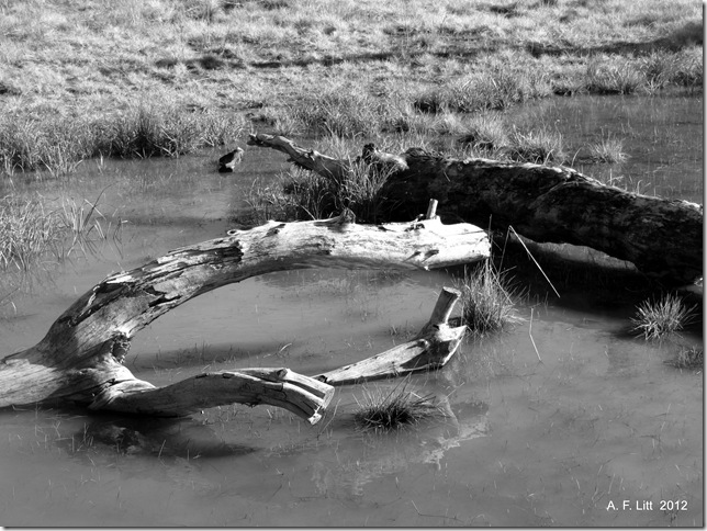 Dead Wood.  Springwater Corridor.  February 6, 2012.