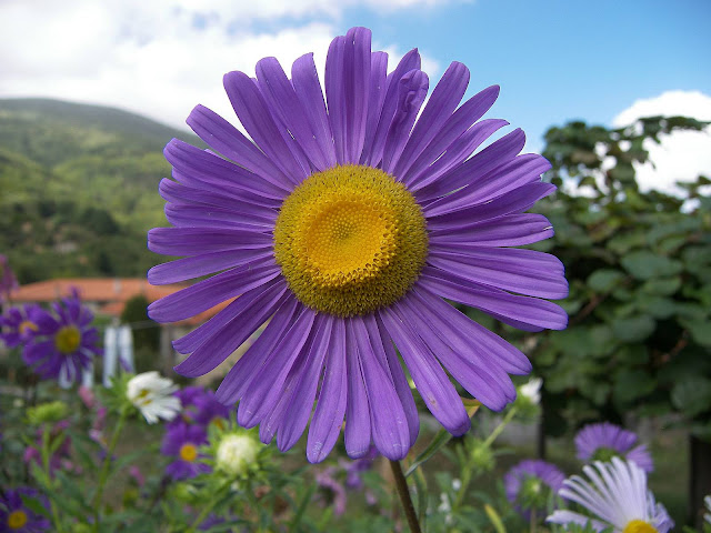 aster alpines flower