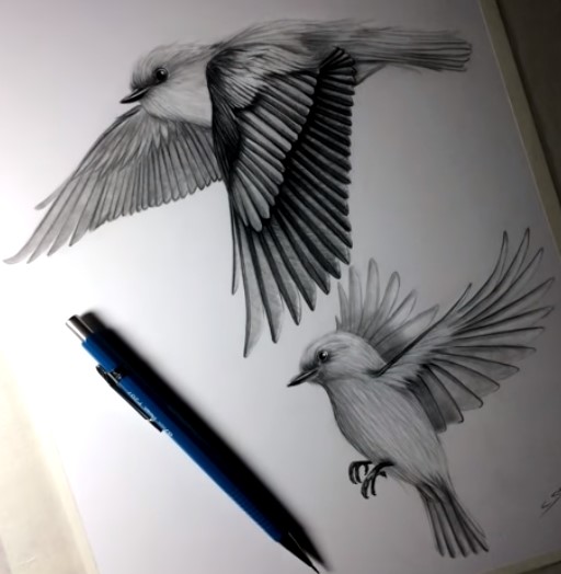 Bird drawing